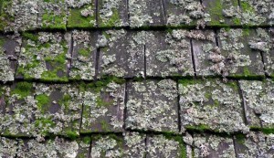 moss roof blog2
